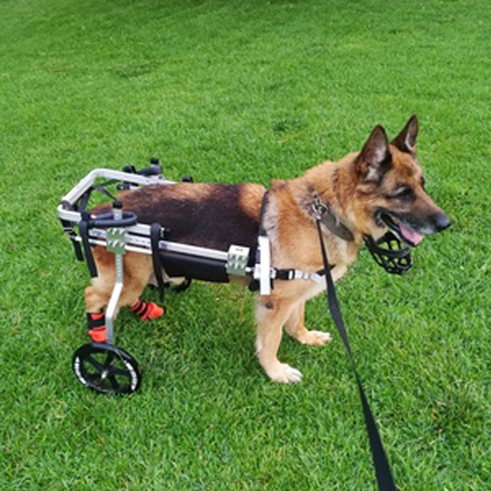 Silla de ruedas para perros grandes: la ayuda perfecta para que tu amigo vuelva a caminar