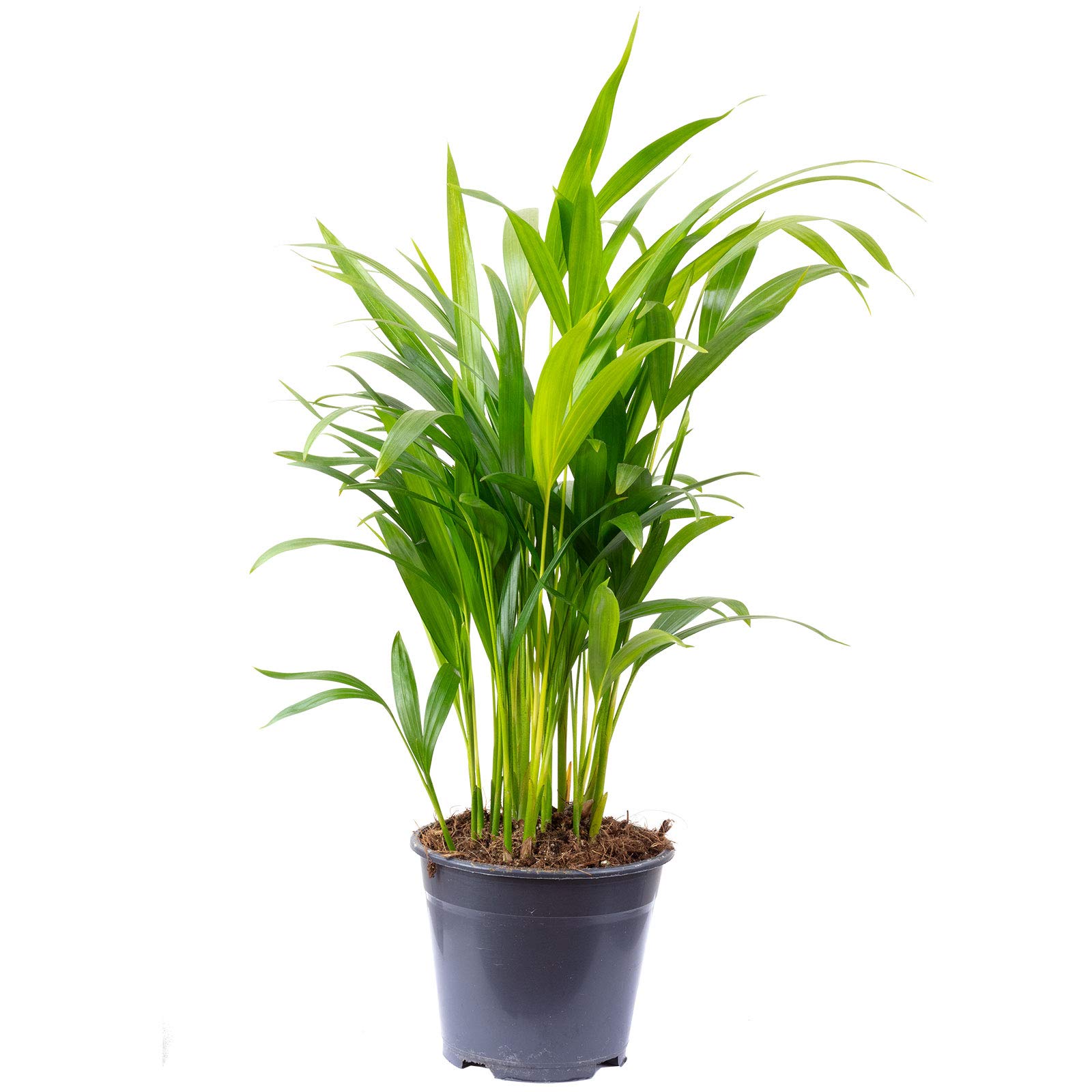 Goldfruchtpalme - pflegeleichte Zimmerpflanze, Areca Dypsis Lutescens -  Hhe ca. 55 cm, Topf- 14 cm : Amazon.de: Garten