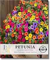 petunia-925orenge♡ Petunia F1 Trilogy™ Series - American Takii