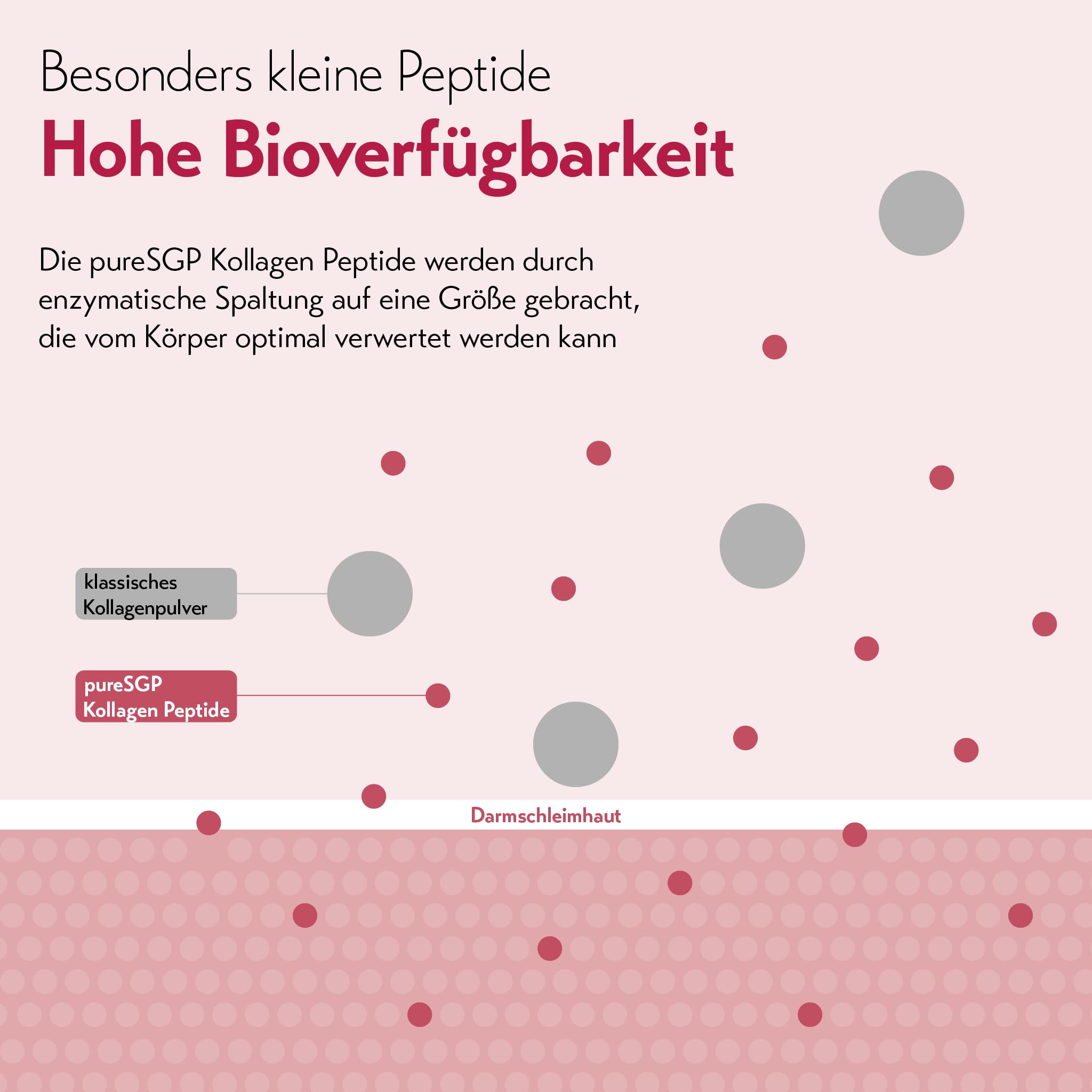 pureSGP® Kollagen [300g]: Reinstes Kollagen in Apothekenqualität - Bioaktive Premium-Peptide aus hochwertigem Kollagenhydrolysat. Mit Vitamin C & Biotin - Geschmacksneutral - Sehr gute Löslichkeit