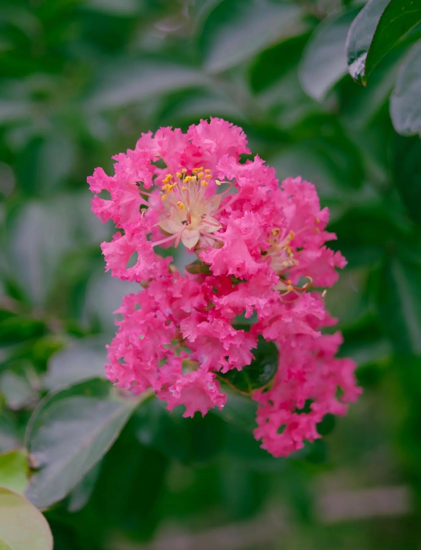Lagerstroemia indica 'Petite Pink' Arbusto Ornamentale da Giardino, Colore Rosa, 125/175 cm, Vaso 24