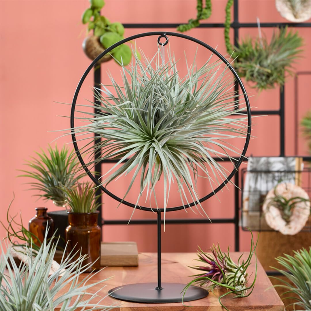 Bloomique - Tillandsia Magic Ball in ring - Air plant - Indoor