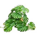 Woyrise Reptile Artificial Plants for Terrarium, Amphibian Habitat Decor Plant, Bearded Dragon Tank Decorations fit Gecko Lizard Chameleon Ball Python Snake Frog - Monstera Bush