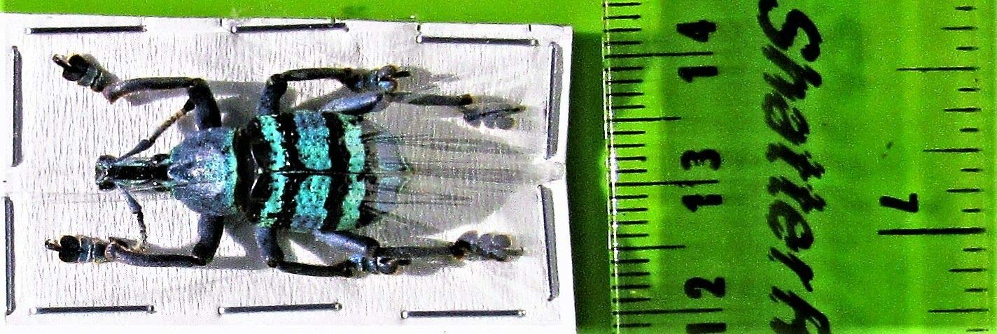 CrystalsAhoy Etched Selenite Wolf Charging Plate, Charging Station, Selenite Slab (Selenite, 3