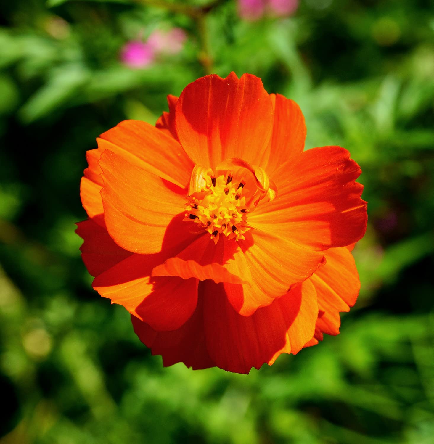 1000 Cosmos Sulphureus Seeds for Planting Multicolor Flowers Seeds Easy to Grow Outdoor Home Garden Flower Seeds Gardening Supplies