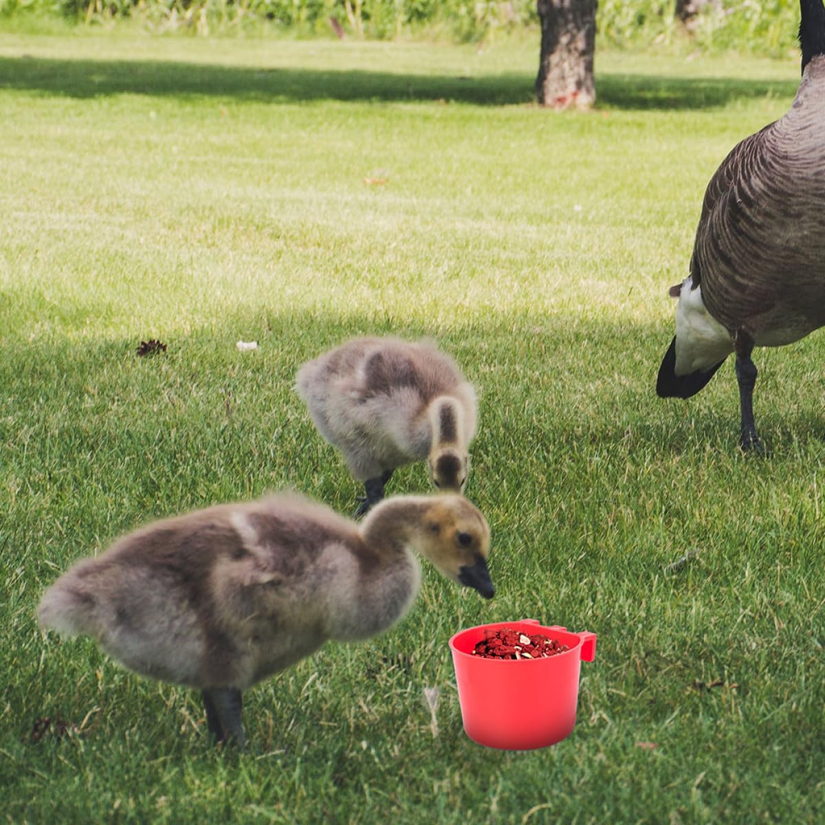 30 Tazas para Pájaros de Plástico PP Resistentes al Desgaste y Fáciles de Limpiar para Alimentación en Jaulas y Granjas de Aves