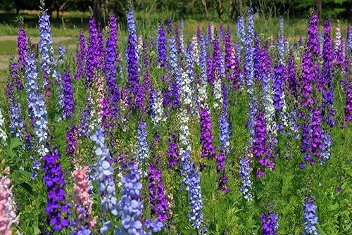 Miniatura 3 de Larkspur Rocket Mix Colors Mezcla de semillas de flores, más de 250 semillas de flores por paquete, semillas de jardín de Isla (semillas de jardín