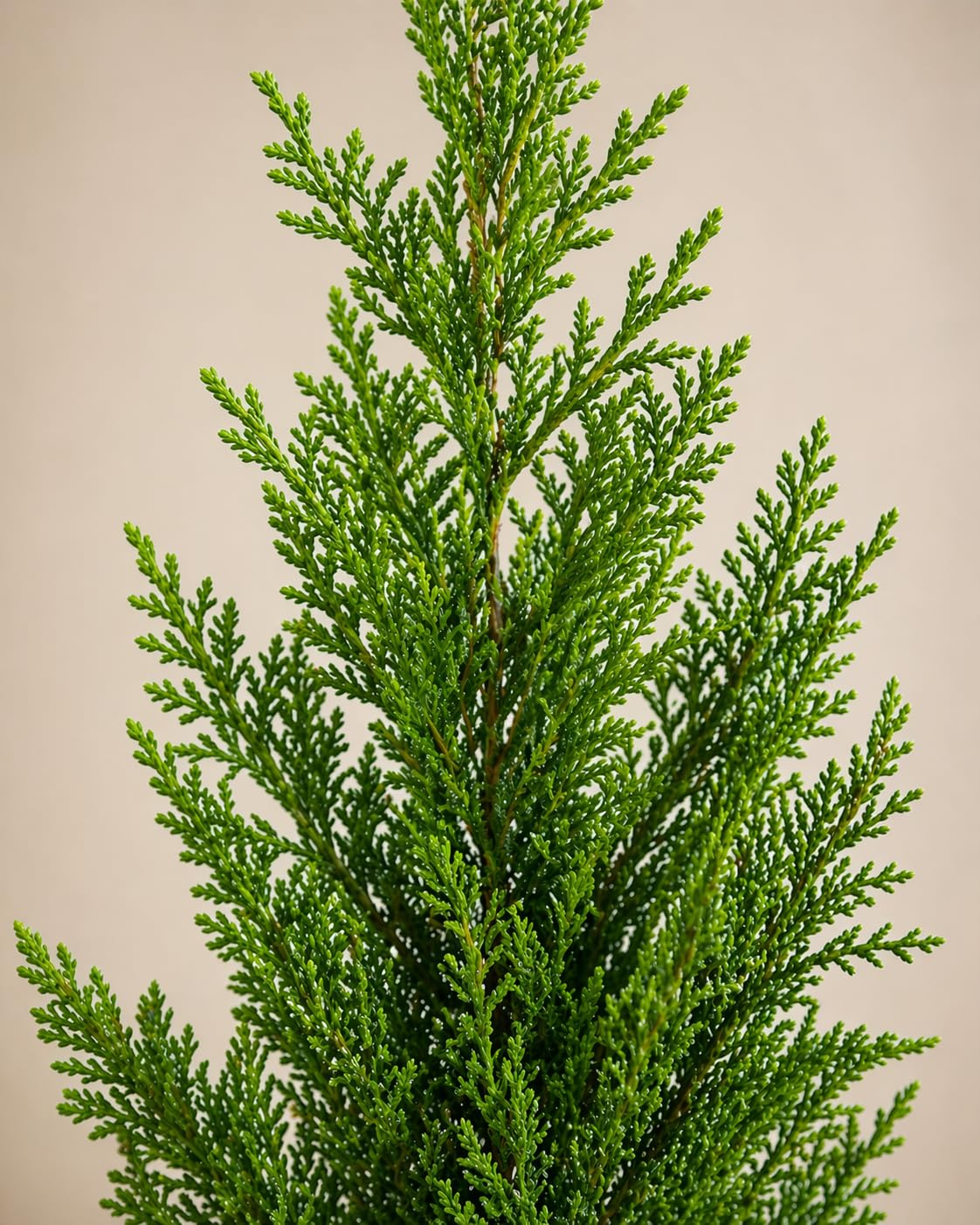 Morpankhi Plant Live (Thuja/Platycladus Orientalis) | Evergreen