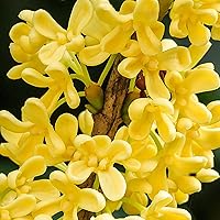 Vista 3 de CHUXAY GARDEN 15 semillas Osmanthus Fragrans 'Conger Yellow', oliva fragante, té de oliva fragante, arbusto de hoja perenne de olivo dulce, planta