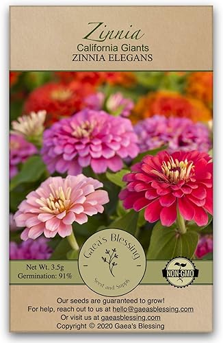 Gaea's Blessing Semillas - Zinnia Seeds - California Giants Seed Mix con instrucciones de siembra fáciles de seguir Heirloom Non-GMO 91% Germination