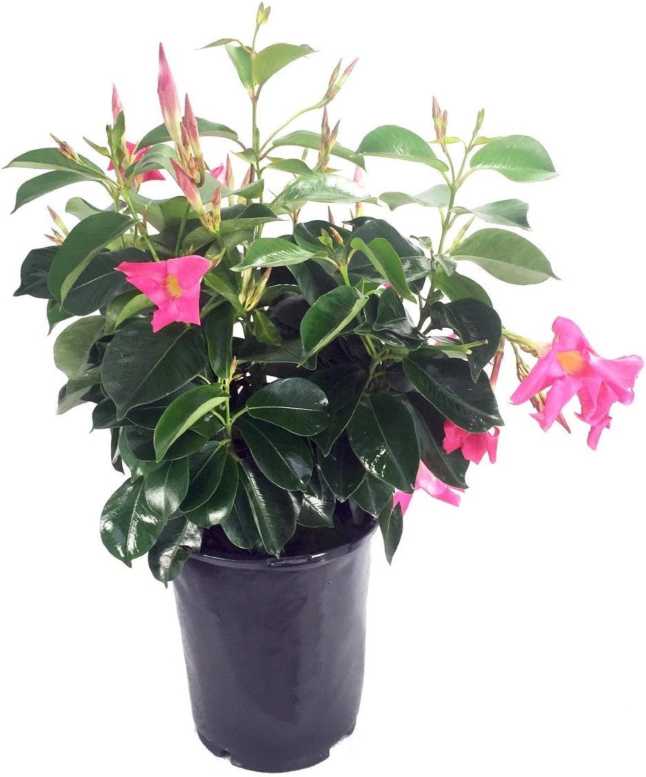 Pink Brazilian Jasmine Plant - Mandevilla/Dipladenia - 6" Pot on Trellis