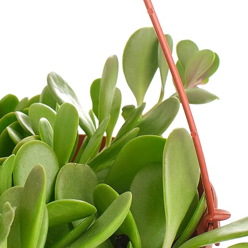 Miniatura 3 de Shop Succulents Planta Suculenta de Jade Rastrero, Senecio Jacobsenii, Planta Suculenta Viva de 6 Pulgadas Completamente Enraizada con Colgador,