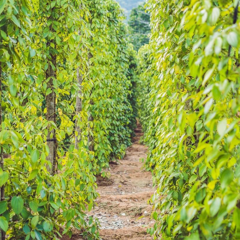2 Live Piper Nigrum Plants, 4 to 6 Inc Long, Black Pepper Plant Live, Live Pepper Plant, Black Pepper Tree Live Plant, Black Pepper Well Rooted for Garden, Ready to Plant