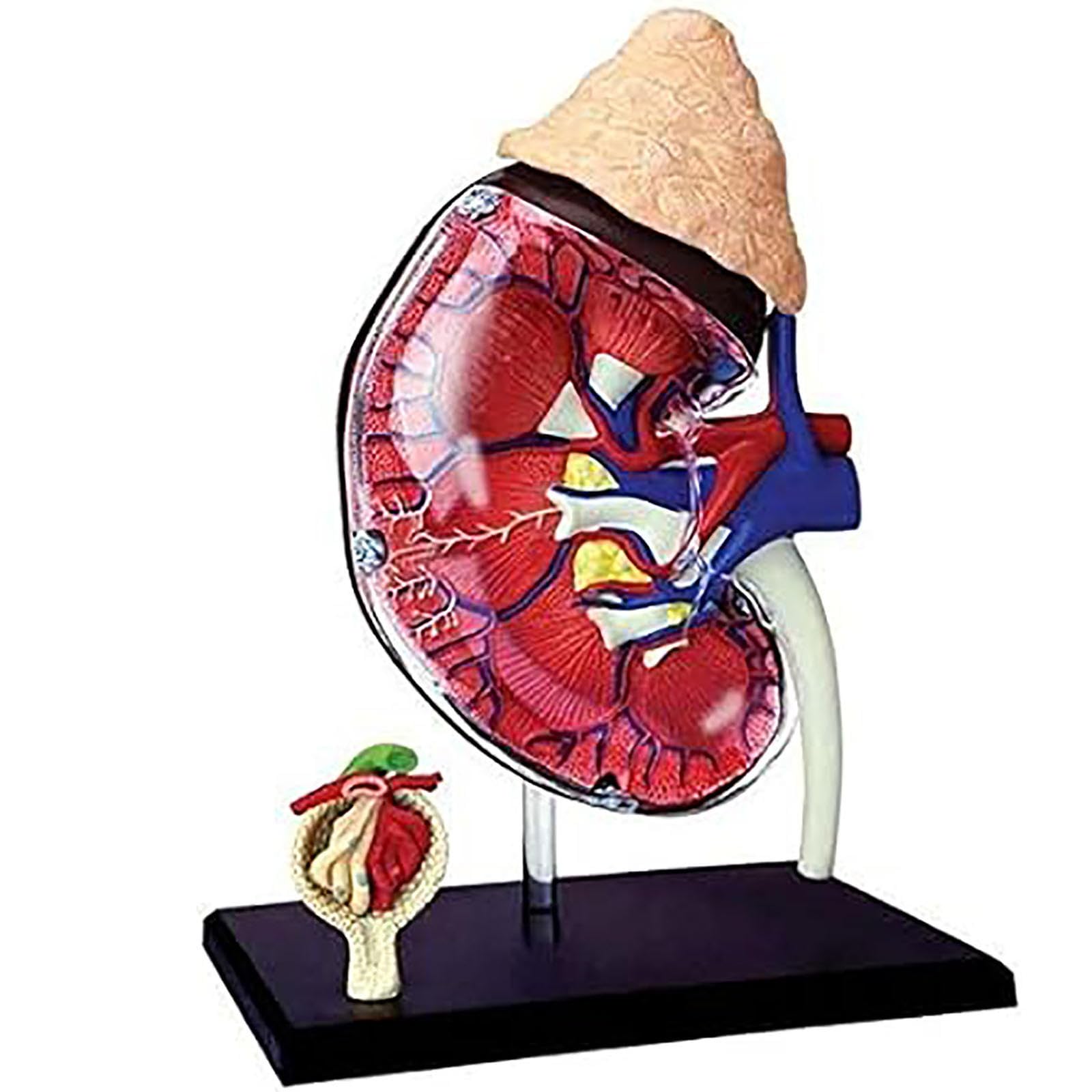 NURCIX Anatomical Models, 4D Human Kidney Anatomy Model Kit with Detachable 13 Parts Human Anatomy for Students Science Teaching Models Human Models