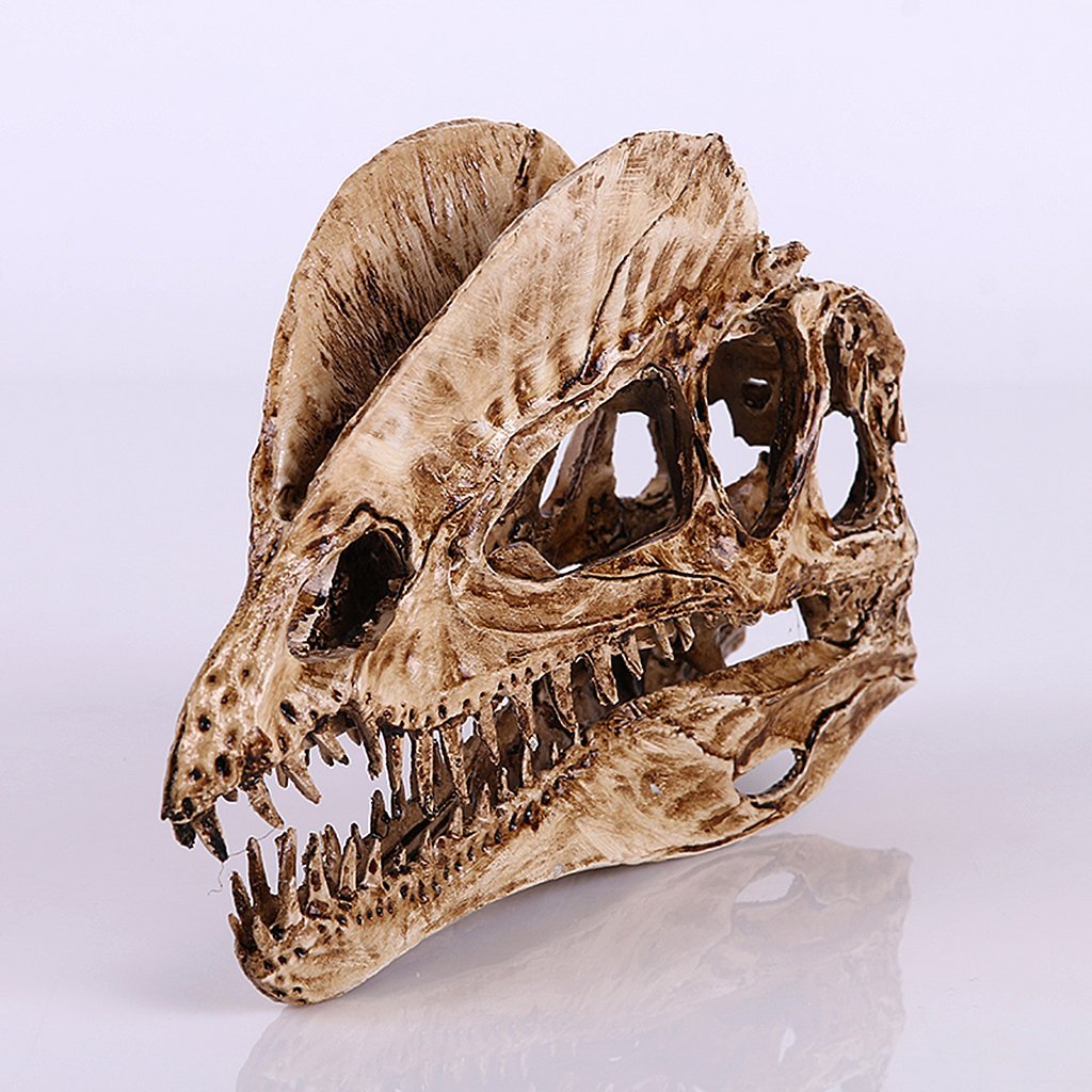 Dinosaur Skull Fossil Replica Model, Dilophosaurus Skeleton Resin Collectible for Home Bar Desktop Decoration Aquarium Ornament(White)