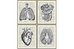 Human Anatomy Wall Art Decor Aesthetic for Medical Office, Clinic & Doctor Decor