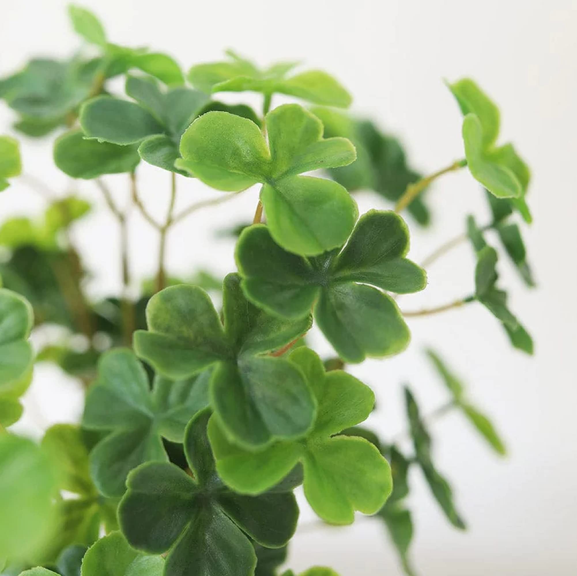 Amazon.com : CHUXAY GARDEN Four Leaf Clover Plant Seed 30