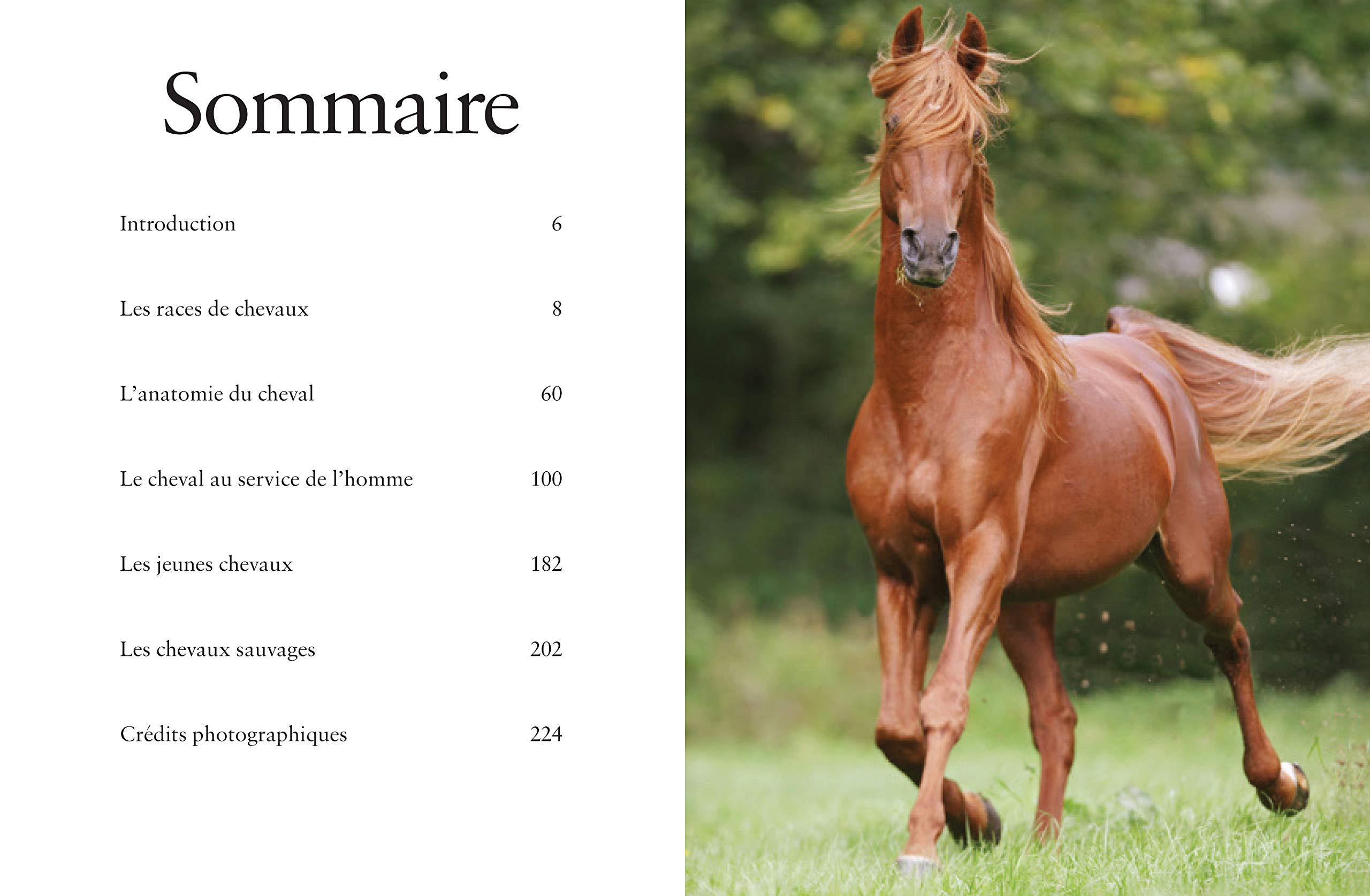 Les Chevaux: Libres et fidèles