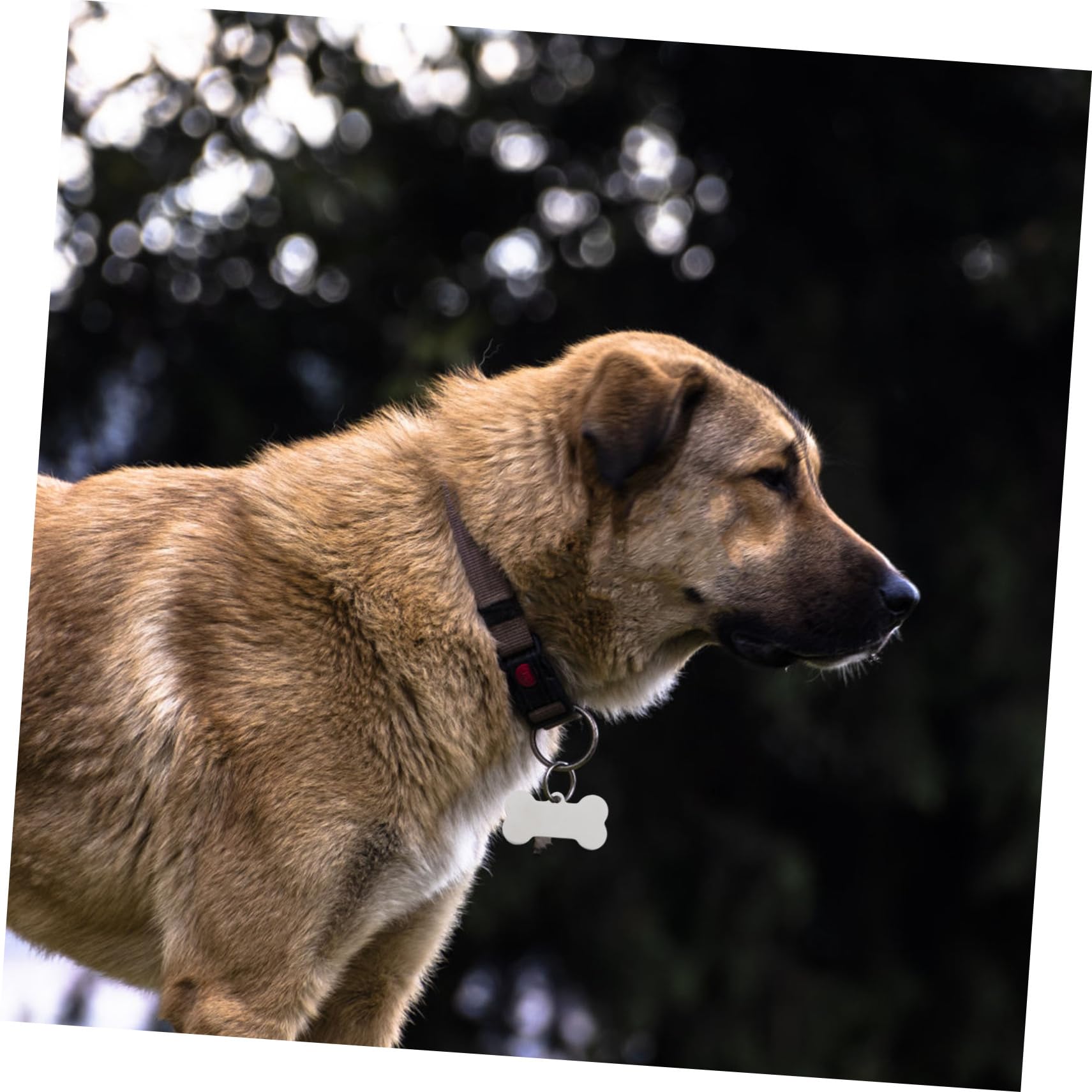 Homoyoyo 25piezas Placas De Identificación Para Perros De Acero Inoxidable Forma De Grabada Marcadores Duraderos Para Identificación De Mascotas