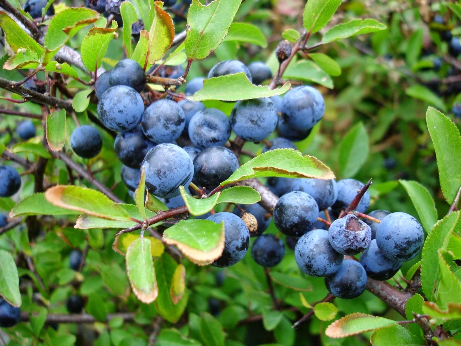 Prunus spinosa, Sloe - Blackthorn Tree 20 Fresh Seeds