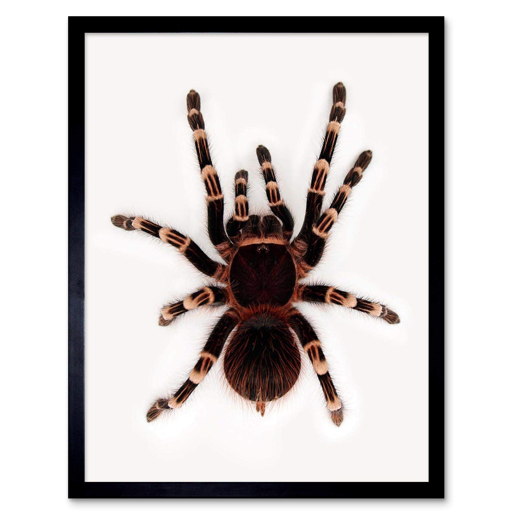 Wee Blue Coo Redknee Tarantula Spider Arachnid Art Print Framed Poster Wall Decor 12X16 Inch