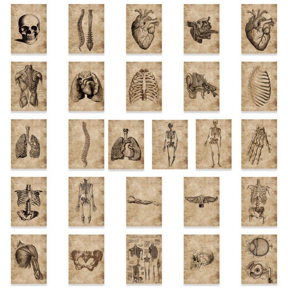 Casiler As Shown 56Pcs Vintage Sticker Anatomy And Physiology The Body Structure Stickers Skeleton Decals Room Decoration Sticker