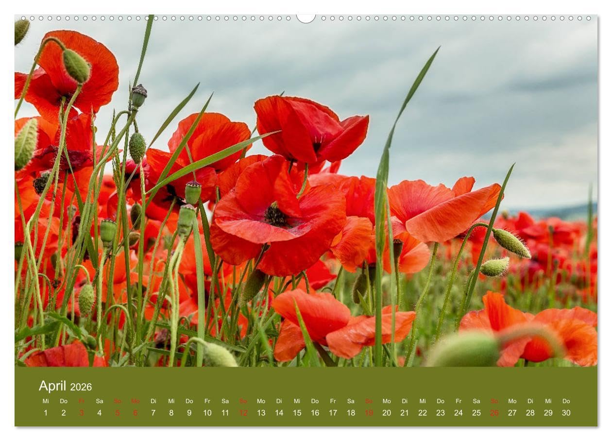 Mohnblumen Romantik (hochwertiger Premium Wandkalender 2026 DIN A2 quer), Kunstdruck in Hochglanz: Mohnblumenfelder und Blüten (CALVENDO Orte)