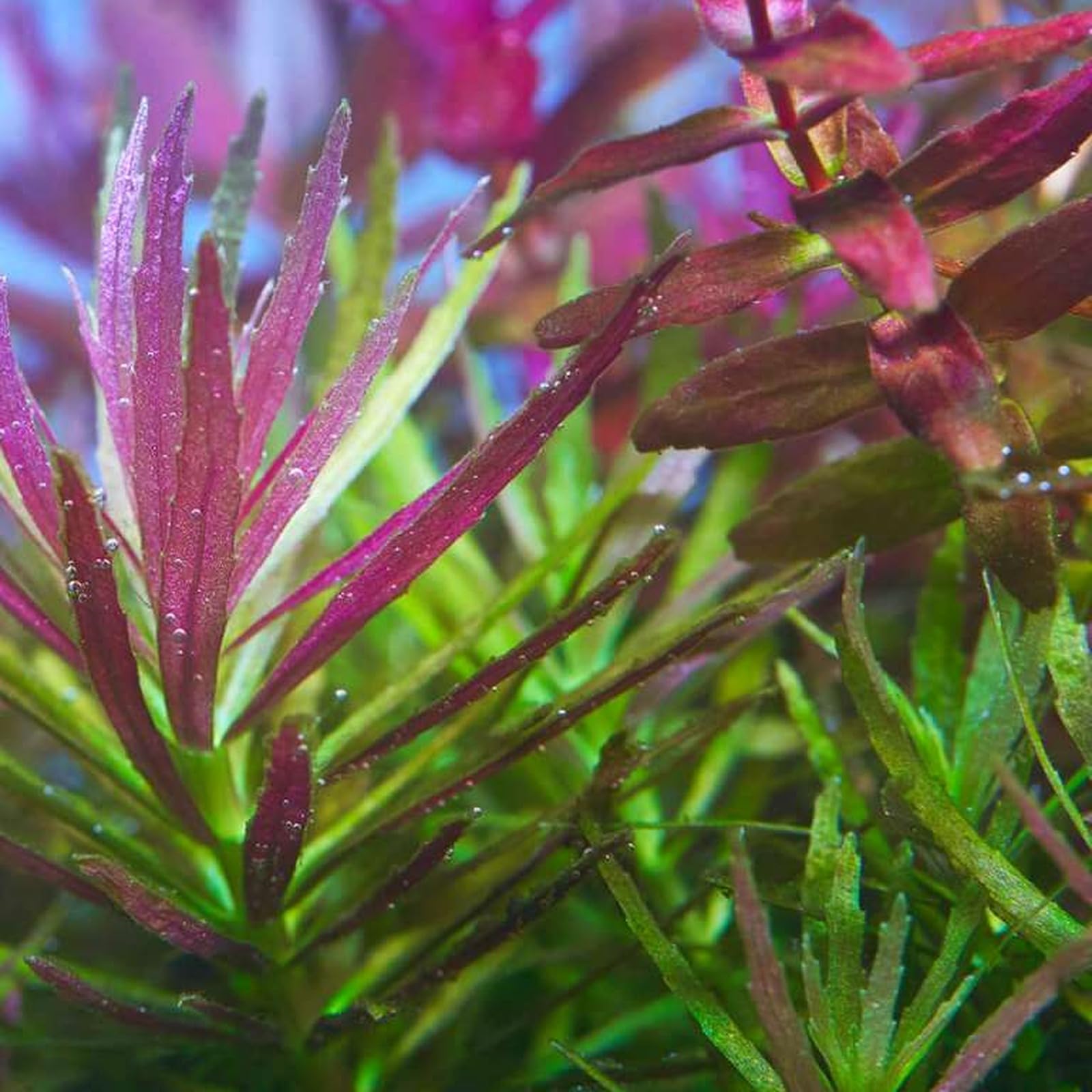 Limnophila Aromatica Red Tall Shrimp Safe Healthy Tropical Plants - Plant Passport - A - Limnophila - B - 154553 - C - AROMAT5 - D - GB, 5