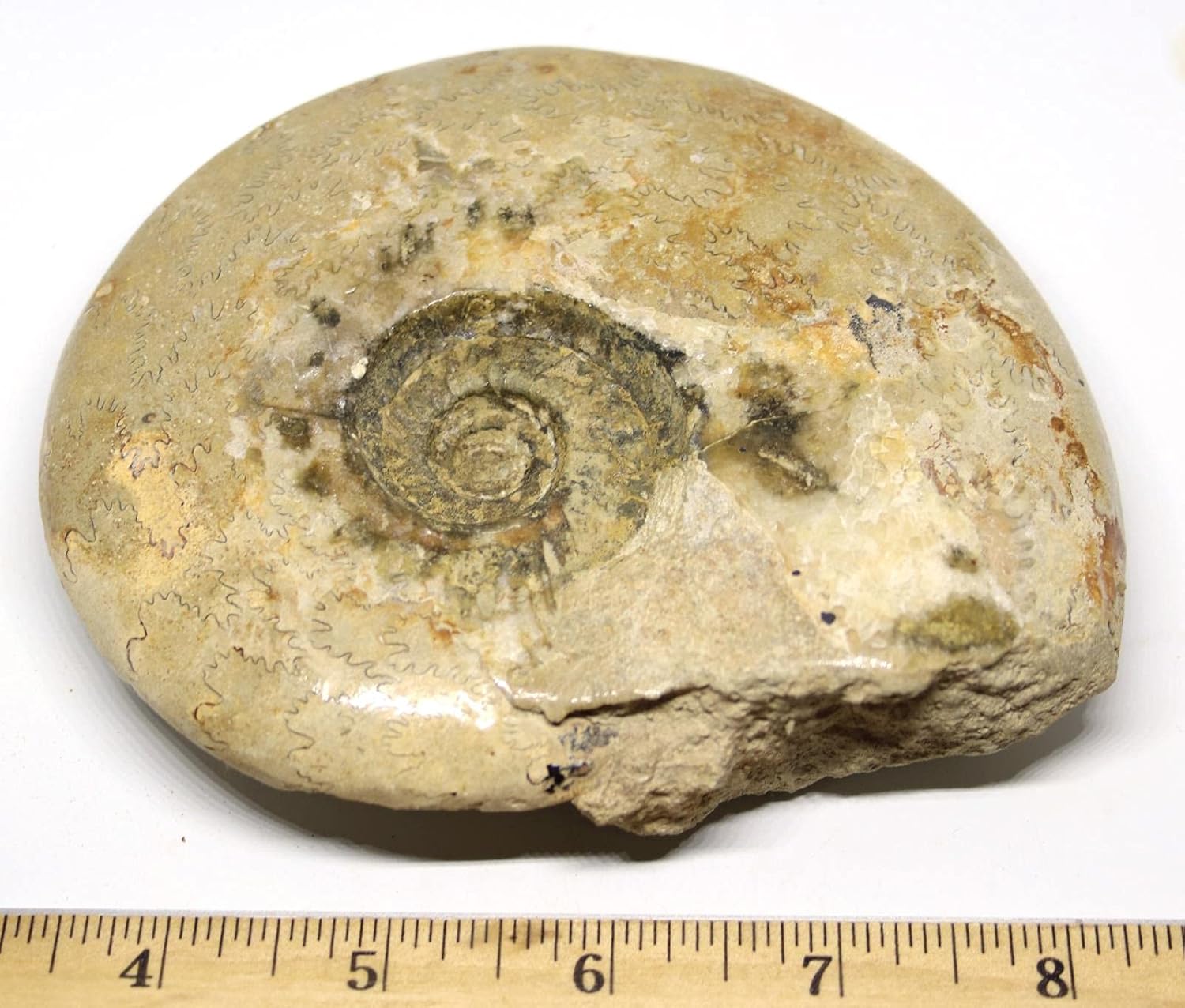 Ammonite Fossil Jurassic 160 MYO Great Britain #16637 23o