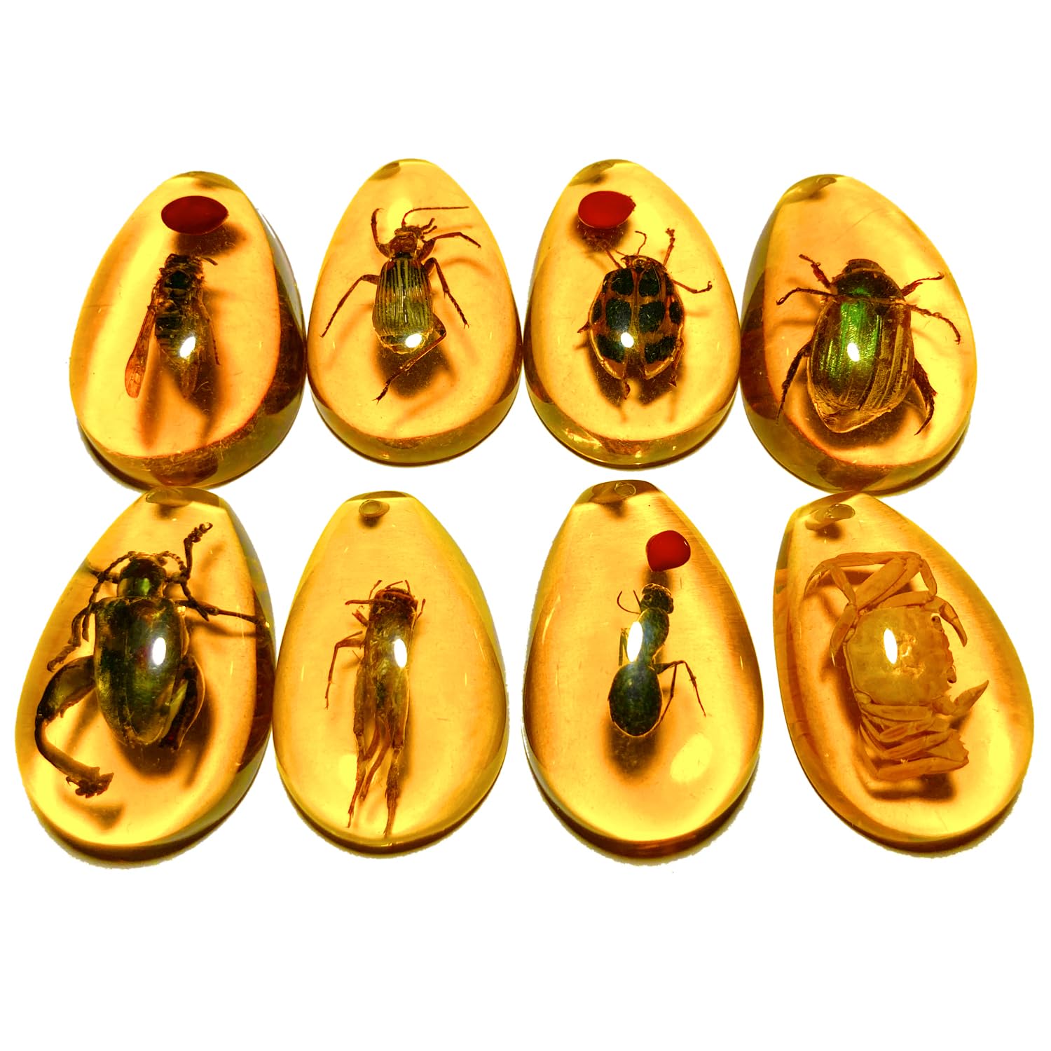 Fossil Insect Amber Fossils For Sale Amazon Natural Baltic Amber