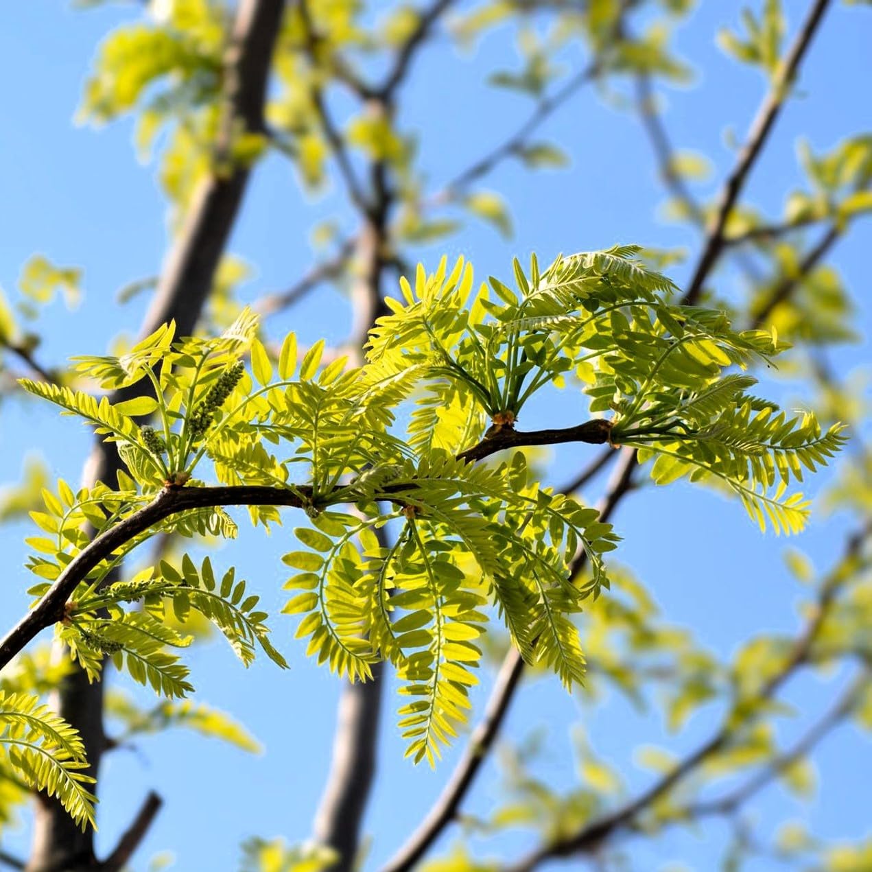 Honey Locust (Gleditsia triacanthos) Live Trees – Ideal for Windbreak, Erosion Control, Wildlife Habitat, Honey Bees, or Bonsai