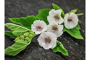 Herb Marshmallow Seeds: 100 Medicinal Seeds