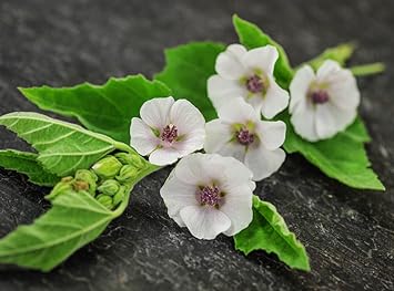 Marshmallow Seeds Althaea officinalis Medicinal Perennial Herbs for Planting Non GMO 100 Seeds