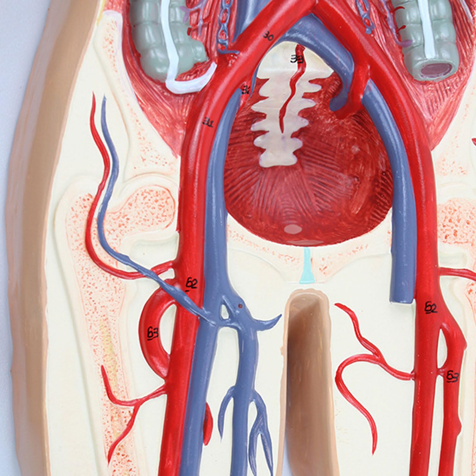 Amazon.co.jp: JUJNE 人間の血液の循環システム モデル 内臓の心臓の