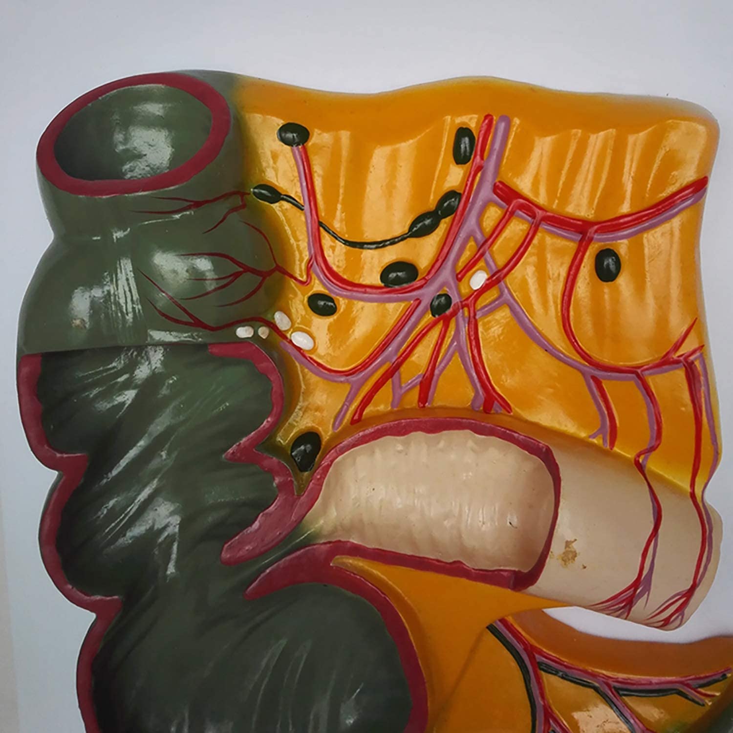 Modèle Anatomique De L'appendice Et du Caecum, De L'appendice du Profil Rectal Et du Modèle D'anatomie des Organes Humains du Cecum pour L'étude du Dessin d'artiste Formation