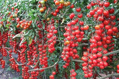 100 Semi di Pomodoro Ciliegia, Pomodori ciliegino 100 Pezzi, per Orto e Balcone, Coltivazione in Vaso
