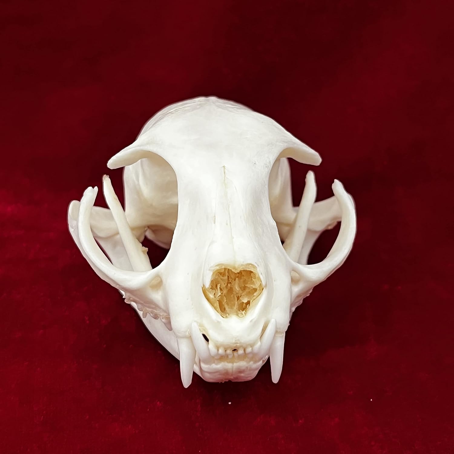 7PCS Combination Real Animal Skull specimens of cat/Muskrat/Nutria/Mink/Fox/Raccoon/Turtle, Taxidermy Skull Decoration for Home, Specimen Collectibles Study, Special Gifts