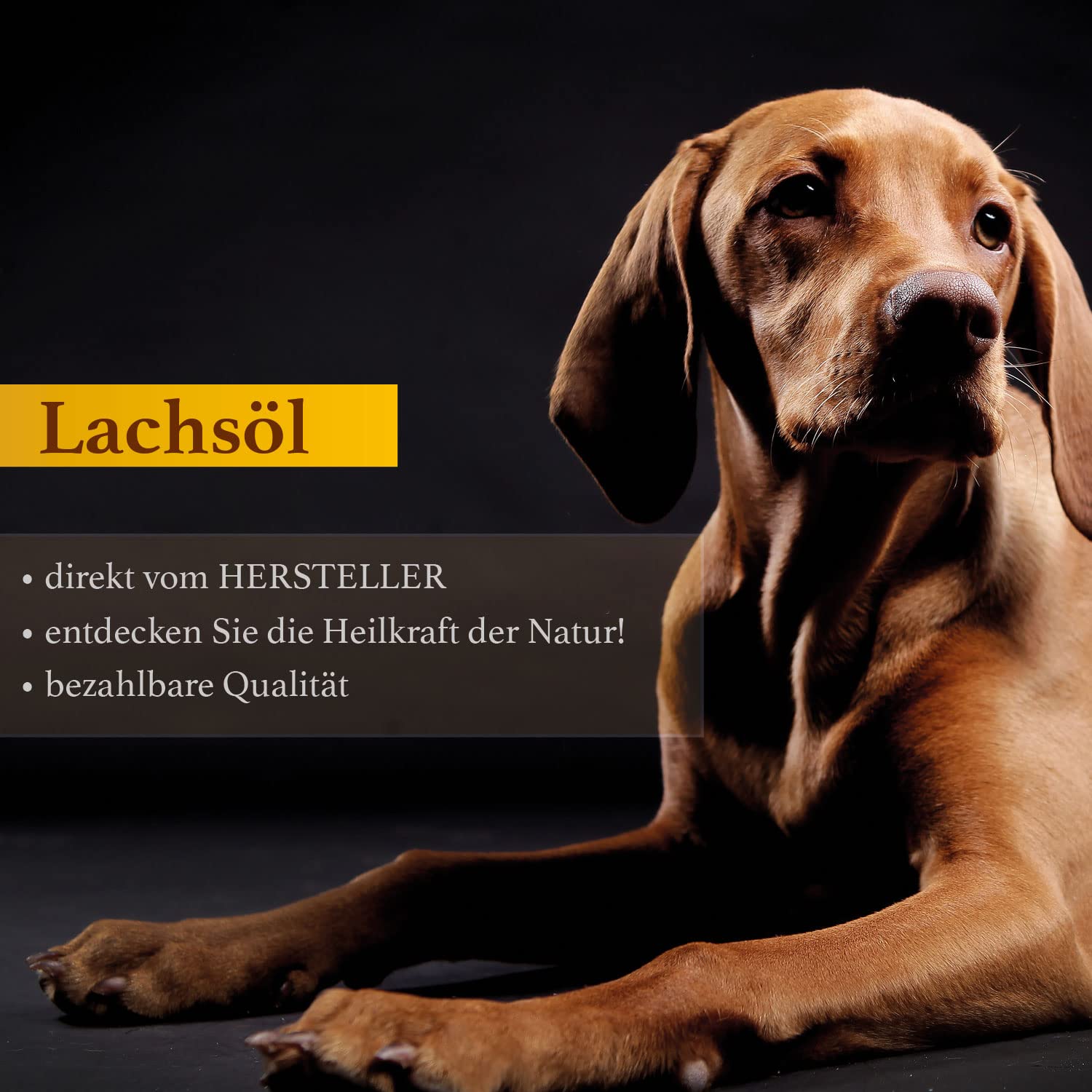 Naturzade Lachsöl 3 Liter Kanister für Hunde & Pferde mit Omega 3 und Omega 6 Fettsäuren, kaltgepresst Fischöl Barföl