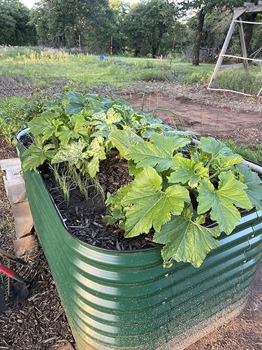 Miniatura 16 de Vego garden Kit de cama de jardín elevada extra alta de 32 pulgadas, maceta modular elevada 10 en 1 para verduras, flores, frutas, cama de jardín