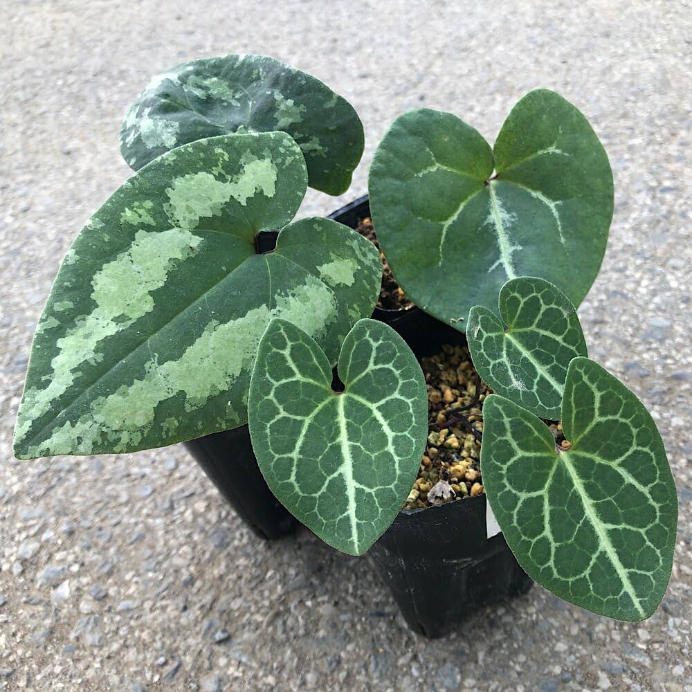 Amazon｜【charm】（山野草）カンアオイ（寒葵）品種おまかせ