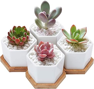 Amazon Co Jp Facecolor 多肉植木鉢 陶器鉢 サボテン鉢 ミニ鉢 鉢 ミニ植物適用 セラミックホワイト 観葉植物ポット 穴付き 鉢植え インテリア ベランダ 観葉植物 オフィスギフト 庭インテイア適用 おしゃれ シンプルなデザイン 受け皿付き 鉢底ネット付き ホワイト 六 Amazon Co Jp Facecolor 多肉植木鉢 陶器鉢 サボテン鉢 ミニ鉢 鉢 ミニ植物適用 セラミックホワイト 観葉植物ポット 穴付き 鉢植え インテリア ベランダ 観葉植物 オフィスギフト 庭インテイア適用 おしゃれ シンプルなデザイン 受け皿付き 鉢底ネット付き ホワイト 六