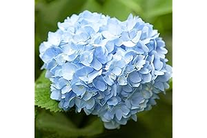 Ella's Flats All Seed Hortensia