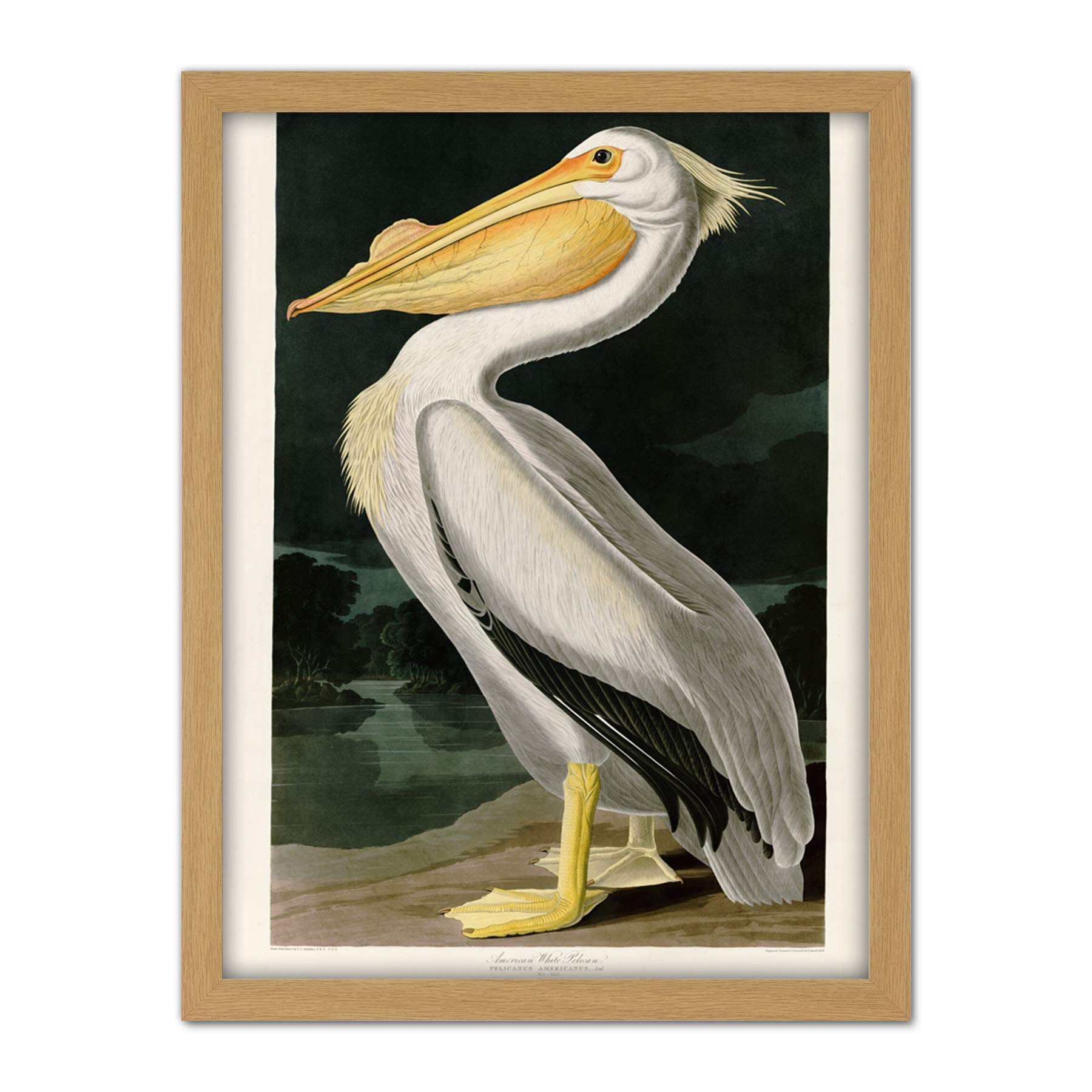 Artery8 Audubon Birds White Pelican Painting Artwork Framed Wall Art Print 18X24 Inch