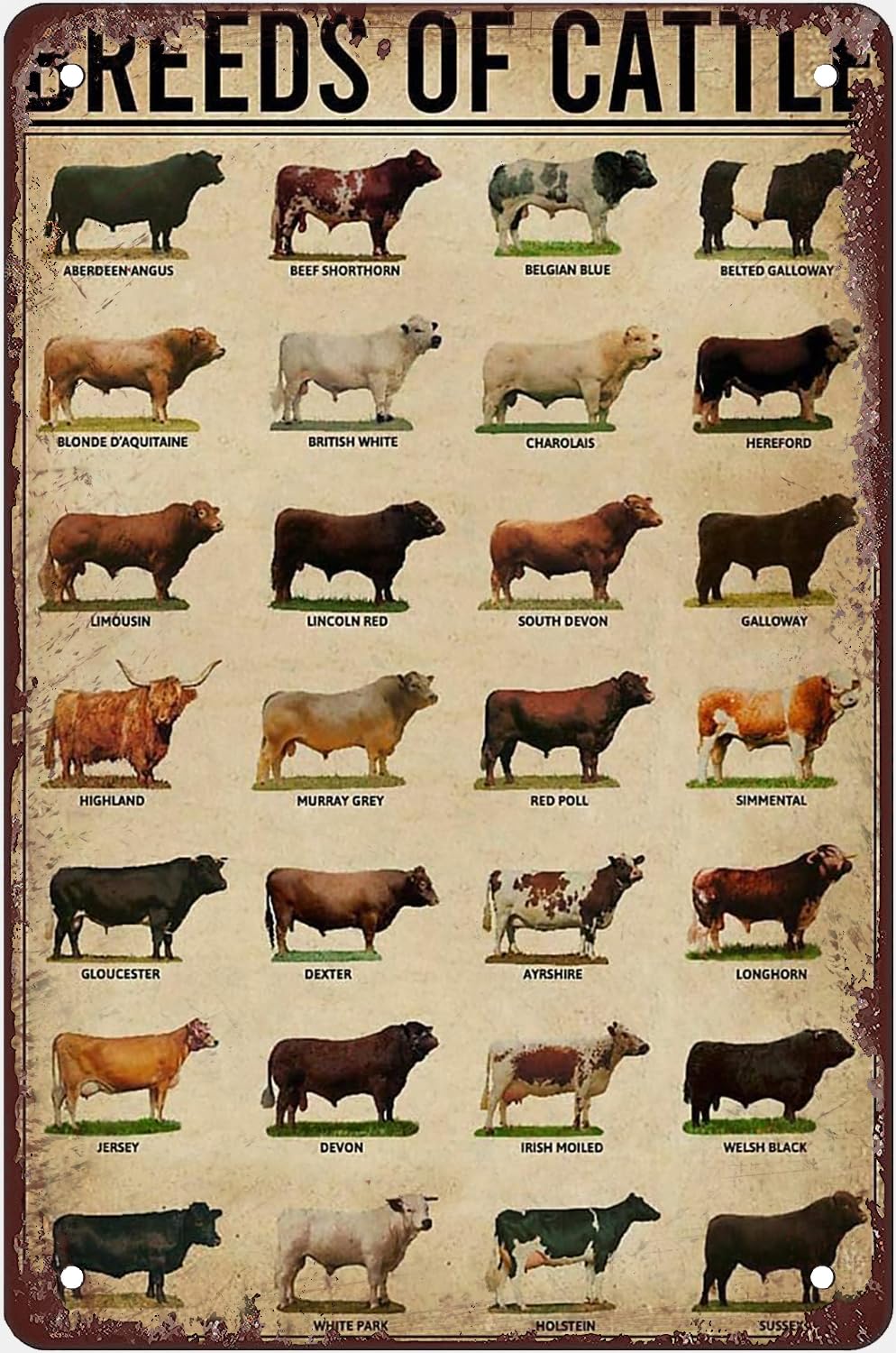 Smazdfxx Women's As Pic Breeds Of Cattle Metal Tin Sign Cow Knowledge Poster Metal Signs Farmer Reference Guide Plaques Home Room Farm Wall Decor Gift For Men 8X5.5 Inch Plaque Tin Sign