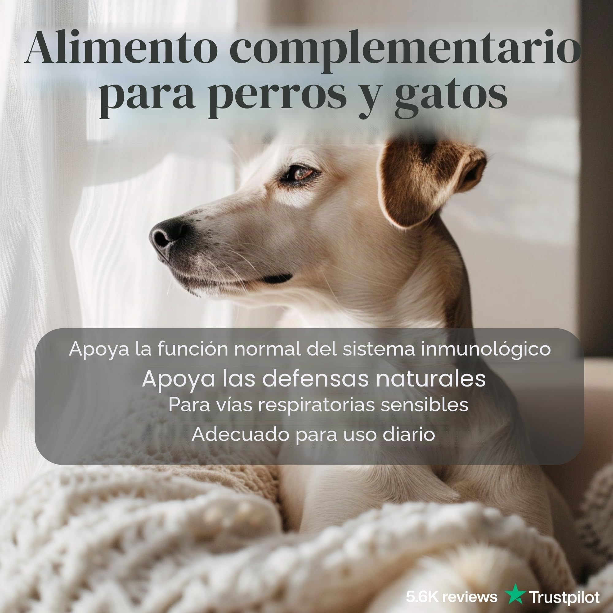 L-lisina para gatos y perros – Cápsulas de L-lisina en dosis altas 670 mg para apoyar el sistema inmunológico – Aminoácido Complemento alimenticio – 100 Cápsulas