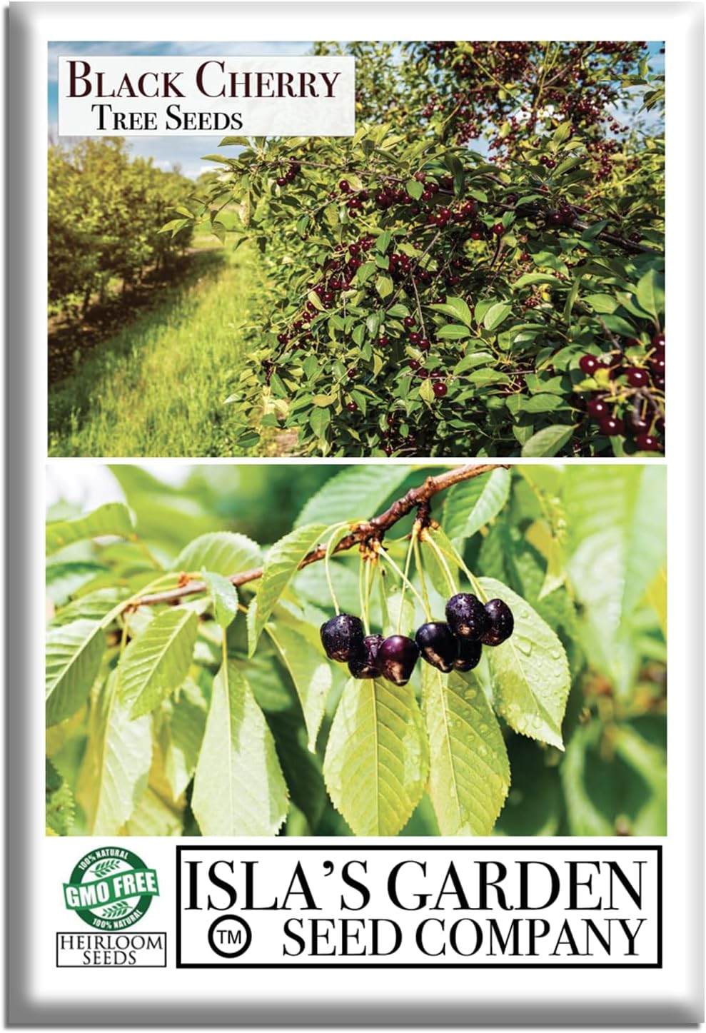 Black Cherry Tree Seeds (Prunus serotina, Wild Black Cherry) – 25+ Non-GMO & Heirloom Seeds, Fragrant Blossoms & Edible Fruit, Tall Shade Tree for Landscapes, by Isla’s Garden Seeds, Great Gift Idea
