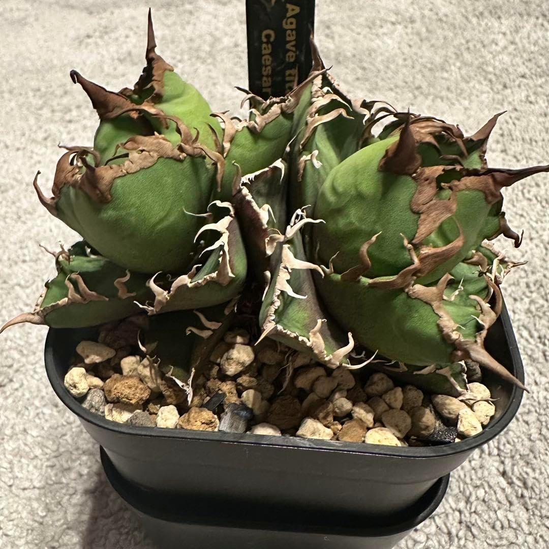 アガベ チタノタ シーザー Caesar 強棘 強刺 狂刺 胴切り天 超美株 球形