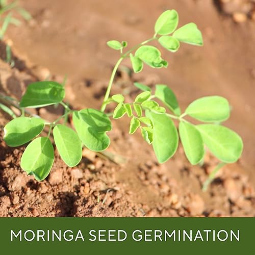 Miniatura 5 de Semillas Moringa de 4.23oz, aproximadamente 300 semillas