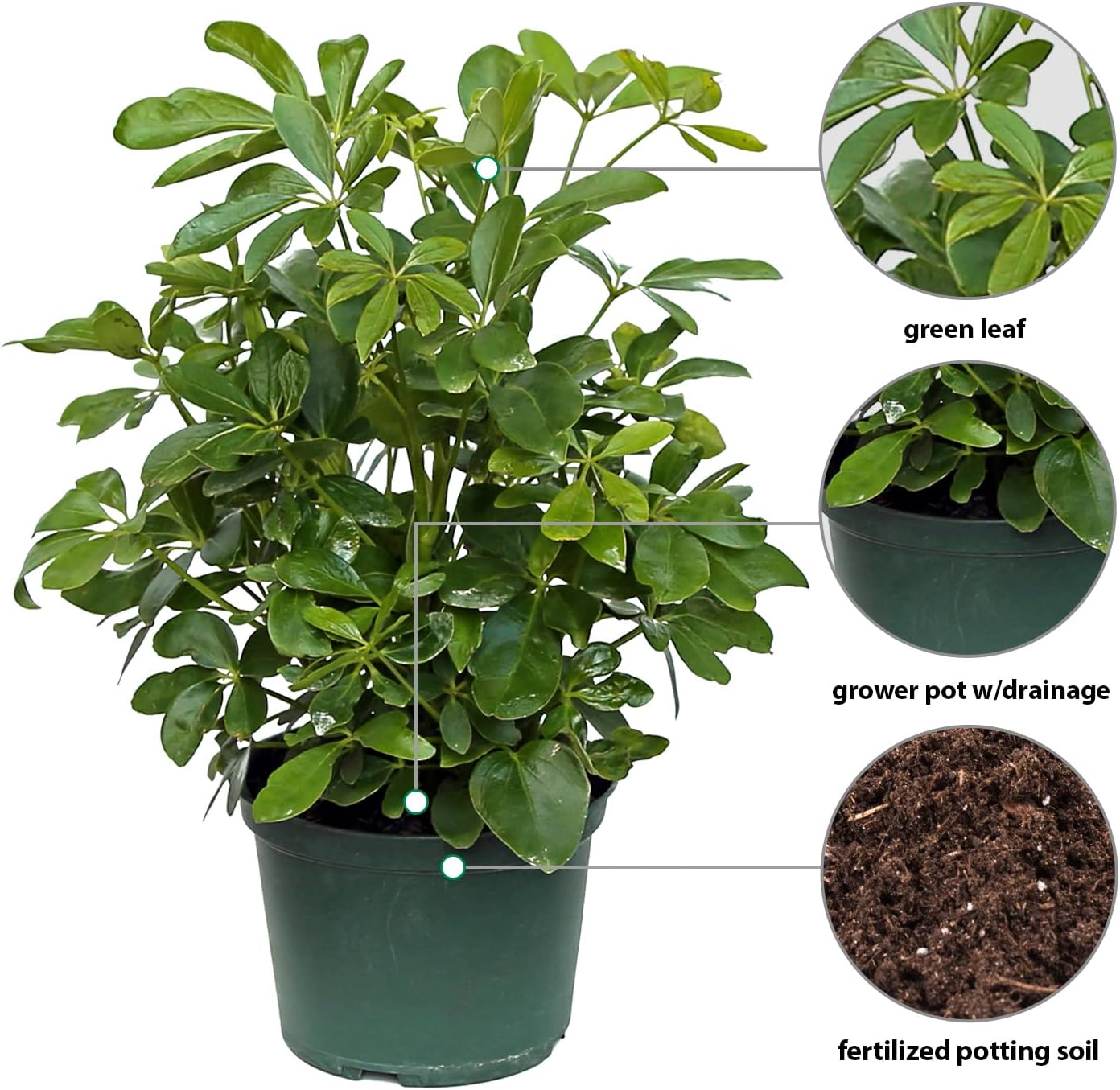Live Hawaiian Schefflera Arboricola, Hawaiian Dwarf Umbrella Tree, Father's Day Gift, Birthday Gift for Plant Lover, Housewarming Gift for The First Home, Large Indoor Plant in 6" Pot
