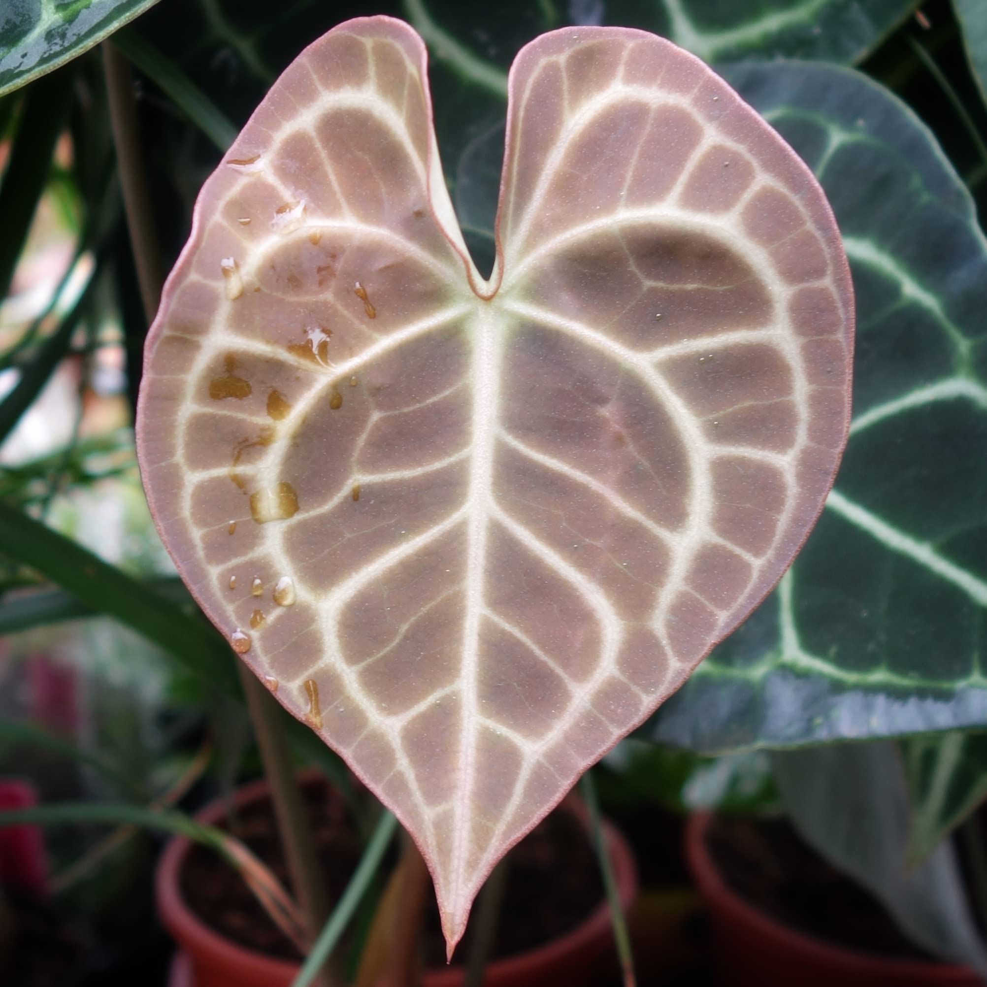 Anthurium clarinervium - exotische Herzblattblume - ideal fr den  halbschattigen Standort - sehr schne Zimmerpflanze : Amazon.de: Garten